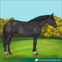 Horse Color:Black Rabicano 