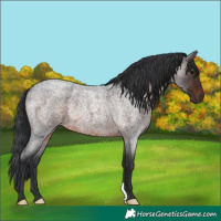 Horse Color:Brown Roan Rabicano 