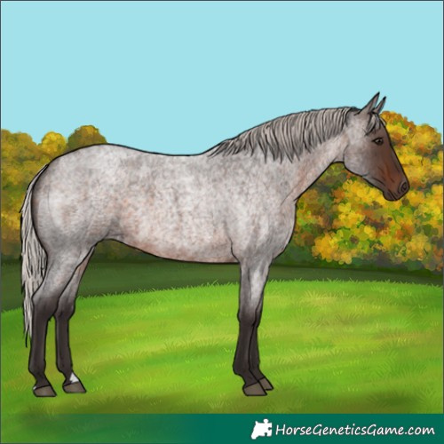 Horse Color:Silver Brown Roan 