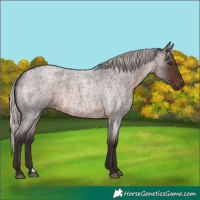 Horse Color:Silver Brown Roan 
