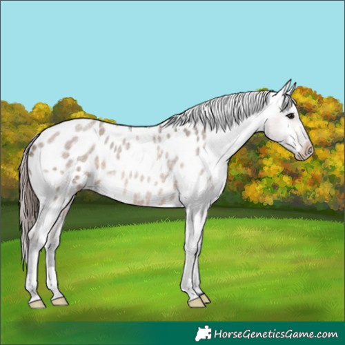 Horse Color:Bay Roan Dun Appaloosa Rabicano 