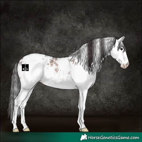Horse Color:White Spotted Brown Blanket 