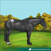 Horse Color:Black Appaloosa