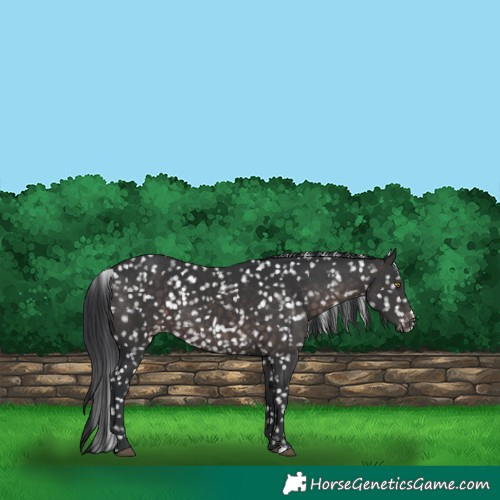 Horse Color:Platinum Brown Appaloosa 