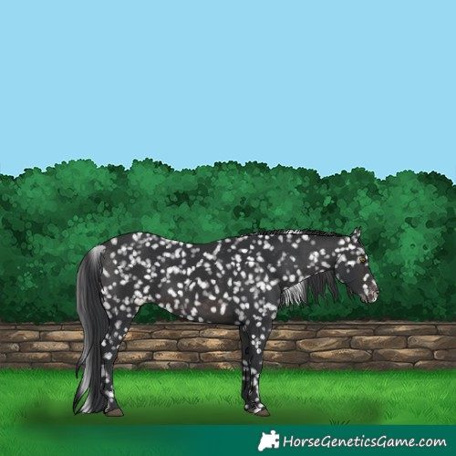 Horse Color:Platinum Brown Appaloosa 