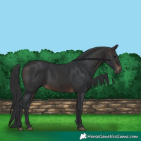 Horse Color:Brown 