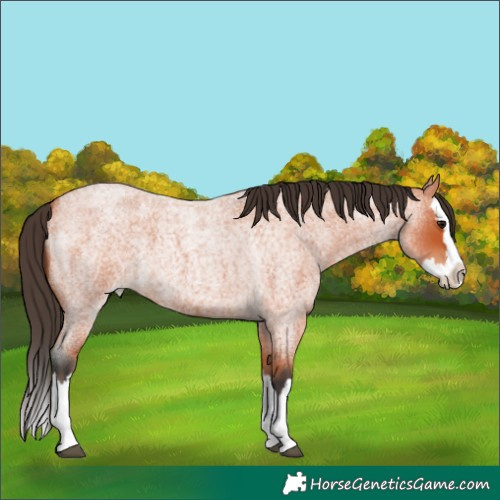Horse Color:Bay Roan Splash 