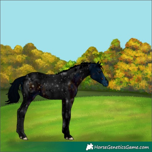 Horse Color:ERROR: UNKNOWN ANOMALY