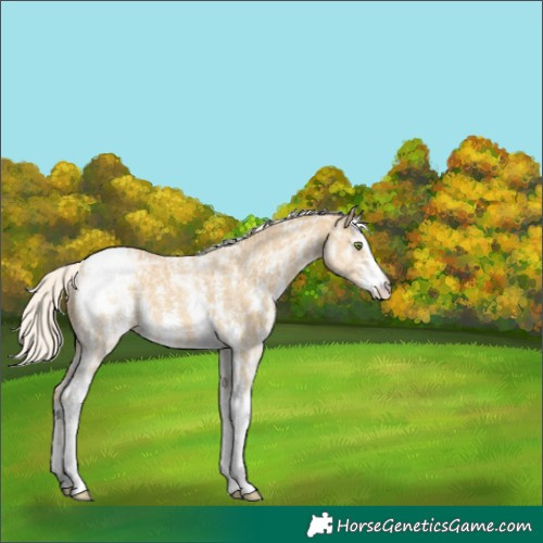 Horse Color:Silver Classic Cream Champagne Ice Sabino Appaloosa 