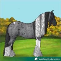 Horse Color:Blue Roan Tobiano