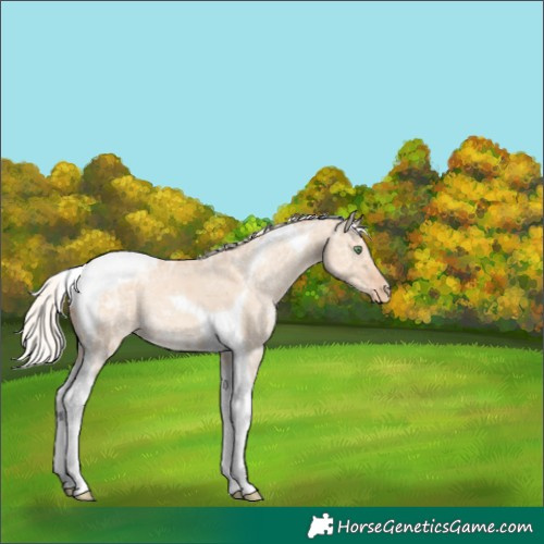 Horse Color:Silver Classic Champagne Ice Dun Tobiano Appaloosa 