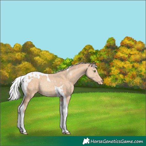 Horse Color:Silver Classic Champagne Tobiano Appaloosa 