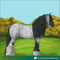 Horse Color:Blue Roan Tobiano 