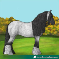 Horse Color:Blue Roan Tobiano 