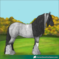 Horse Color:Blue Roan Tobiano 