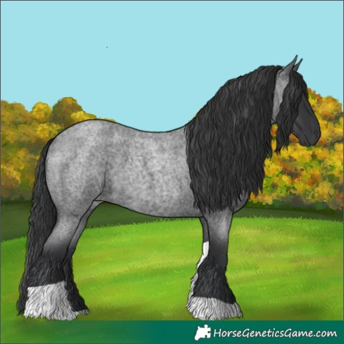 Horse Color:Blue Roan Tobiano 