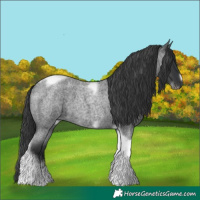 Horse Color:Blue Roan Tobiano Frame 