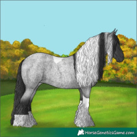 Horse Color:Blue Roan Tobiano