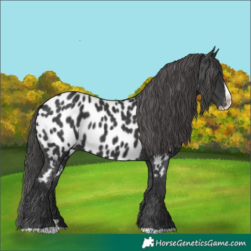 Horse Color:Black Splash Near Leopard