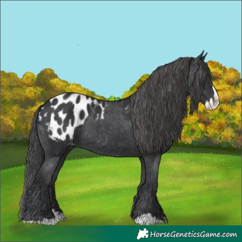 Horse Color:Black Splash Blanket