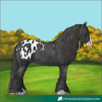 Horse Color:Black Splash Appaloosa 