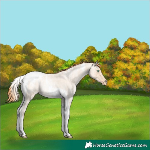Horse Color:Classic Champagne Ice Roan Pearl Tobiano Varnish