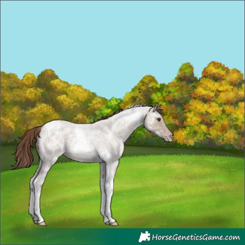 Horse Color:Classic Champagne Ice Roan Tobiano Appaloosa