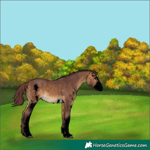 Horse Color:Void Chocolate Buckskin Sabino 