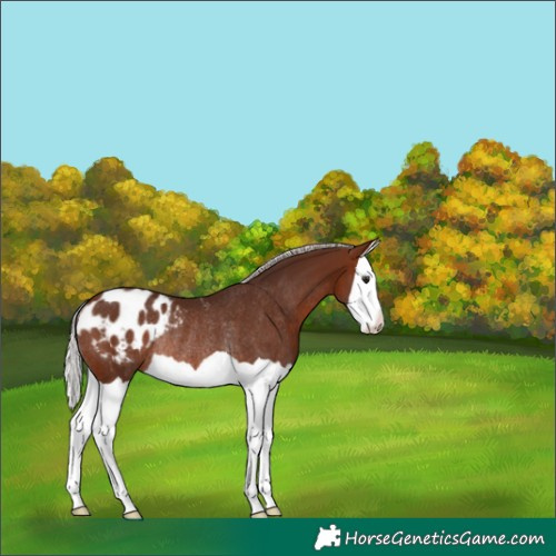 Horse Color:Silver Brown Splash Appaloosa Rabicano 