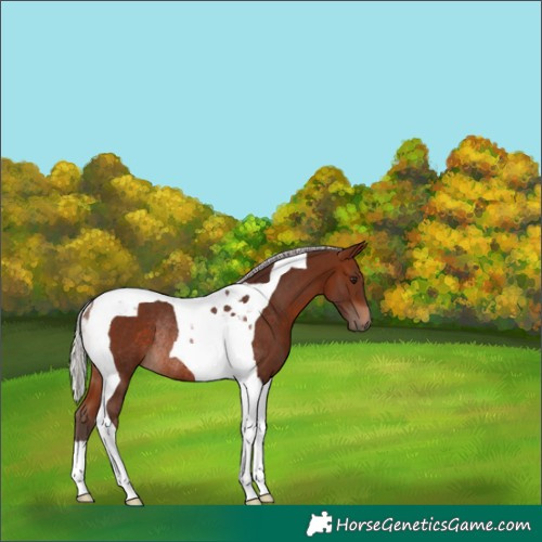 Horse Color:Silver Brown Tobiano Rabicano 