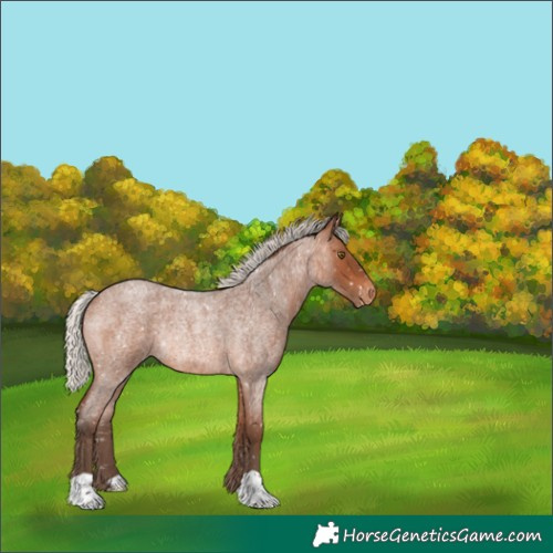 Horse Color:Silver Brown Roan Appaloosa Rabicano 