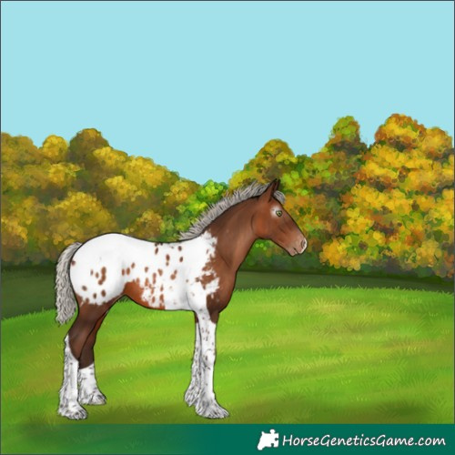 Horse Color:Gray Silver Bay Pearl Tobiano Appaloosa 