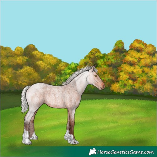 Horse Color:Silver Bay Roan Rabicano 
