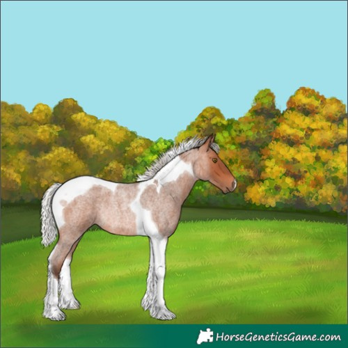 Horse Color:Silver Bay Roan Tobiano Rabicano 