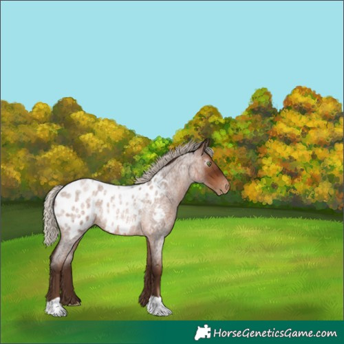 Horse Color:Gray Silver Brown Roan Pearl Appaloosa Rabicano 
