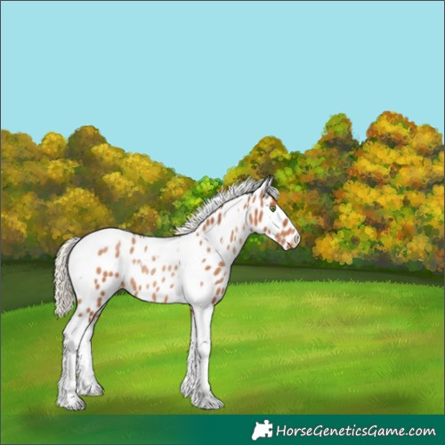Horse Color:Silver Brown Pearl Tobiano Appaloosa Rabicano 