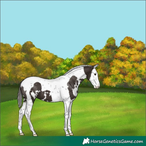 Horse Color:White Spotted Liver Chestnut Splash Tobiano 