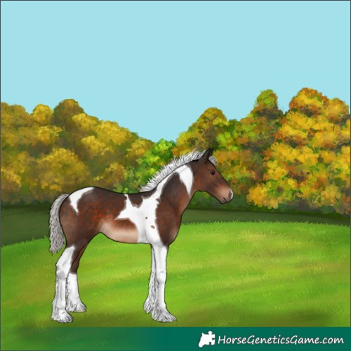 Horse Color:Silver Brown Tobiano 