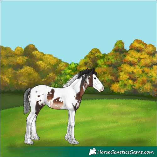 Horse Color:White Spotted Brown Splash Tobiano 