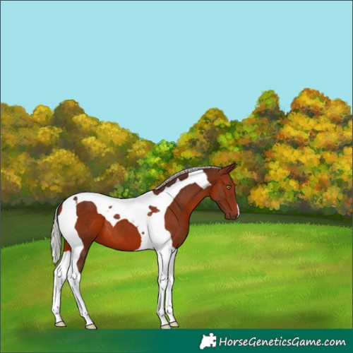 Horse Color:Silver Brown Tobiano 