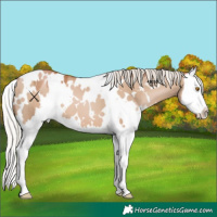 Horse Color:White Spotted Silver Grullo Pearl Splash 