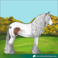 Horse Color:Gray Bay Splash Tobiano 