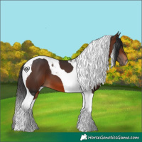 Horse Color:Brown Tobiano 