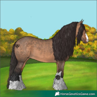 Horse Color:Bay Dun 