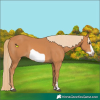 Horse Color:Chestnut Frame 