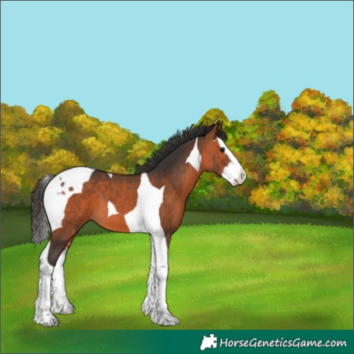 Horse Color:Bay Splash Tobiano 