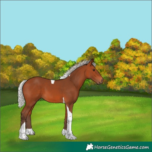 Horse Color:Silver Bay Tobiano