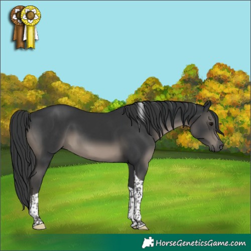 Horse Color:Black Tobiano 