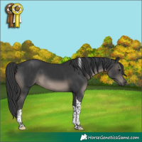 Horse Color:Black Tobiano 