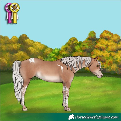 Horse Color:Silver Sable Champagne Tobiano 